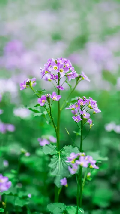 Beautiful flowers - Screenshot 1