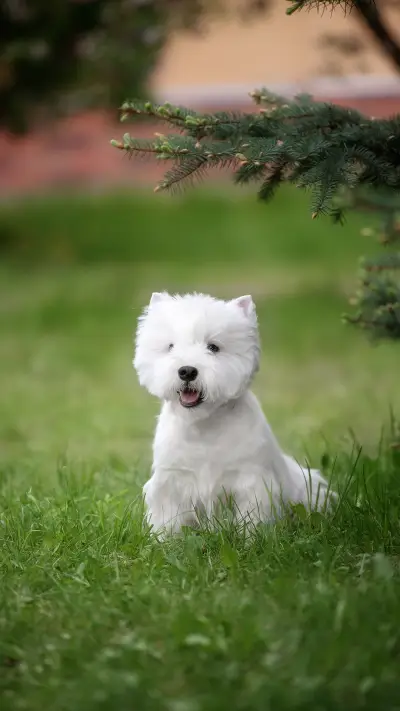 Dog (6) - Screenshot 1