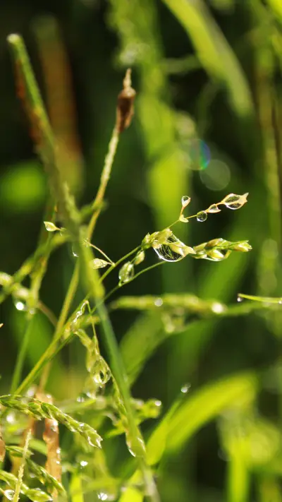 露珠 - Screenshot 1