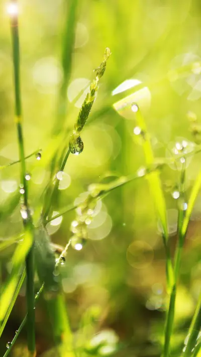 露珠 - Screenshot 1