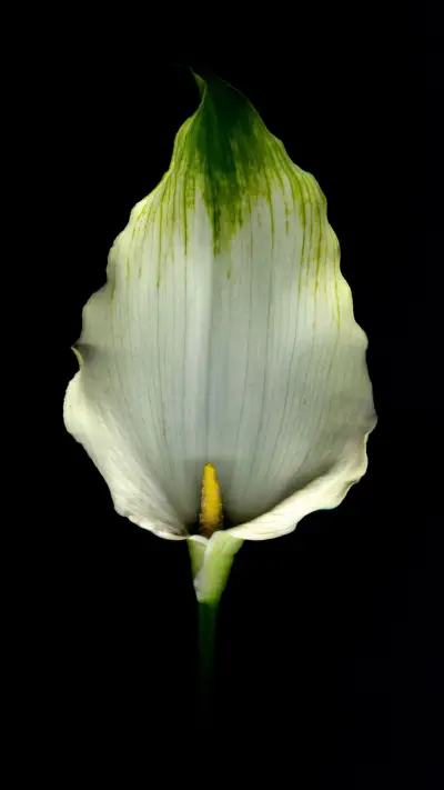 Amoled HD  (17) - Screenshot 1