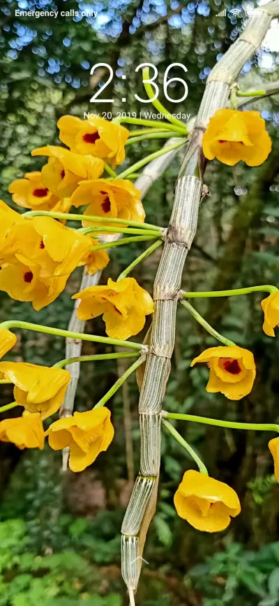 Yellow Flower Group_DWM3