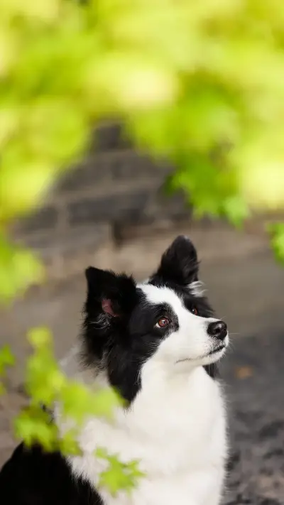 Dogs have strange expressions