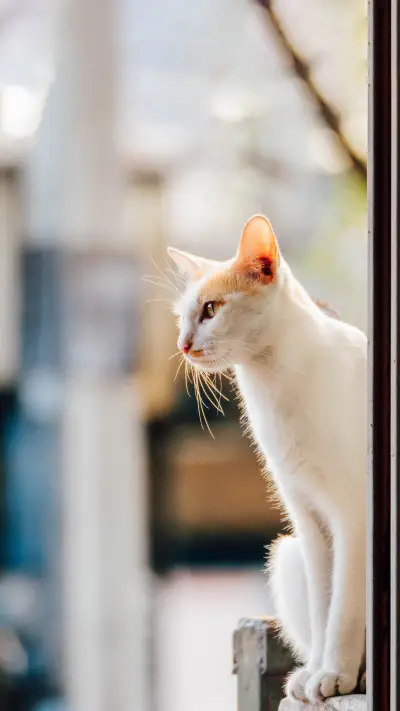 Cat is looking something