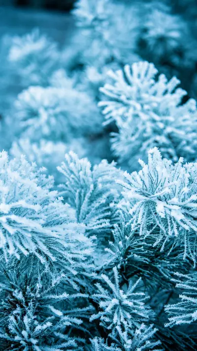 Practical guide to winter protection 20