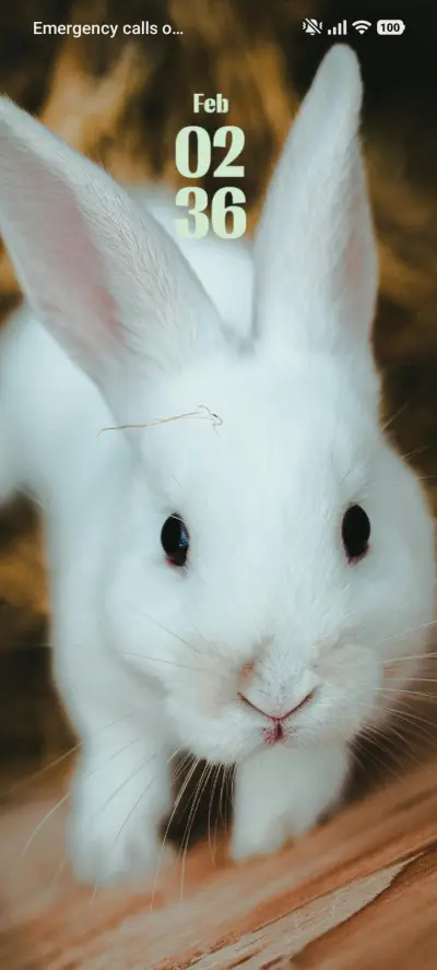 Rabbit - Screenshot 1