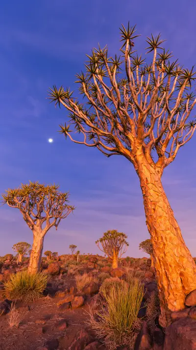 India-TreeForest - Screenshot 1