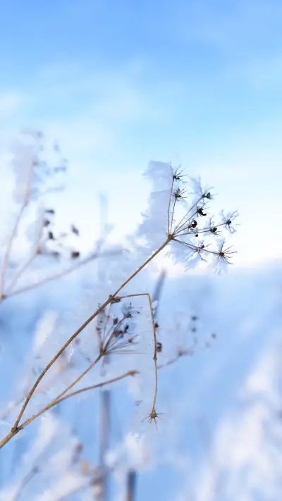 umbrellas of flowers in the snow