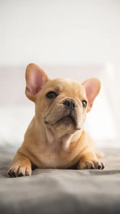 Why do dogs suddenly go mad 6