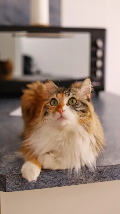 Is your cat happy 58