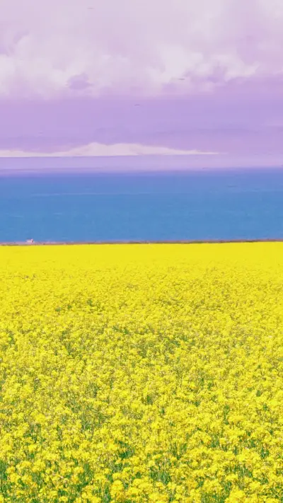Rapeseed flowers bloom by qinghai lake