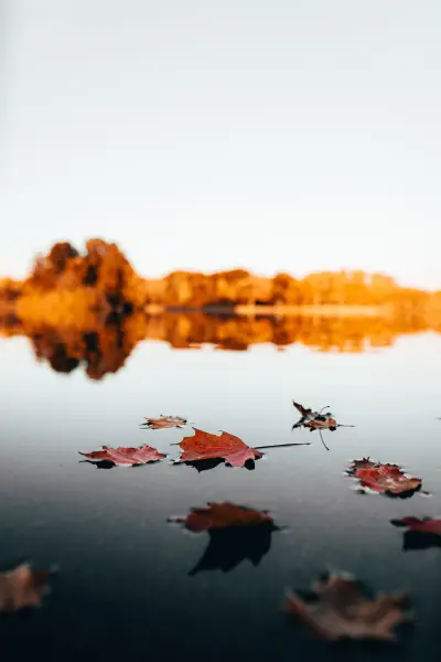 Autumn B1