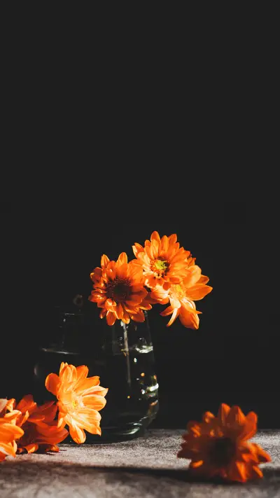 Still life with orange flowers and black background