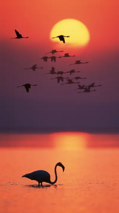 Silhouette of greater flamingos phoenicopterus ruber at