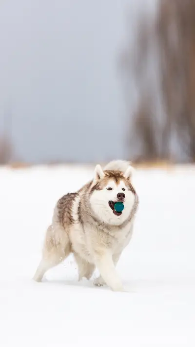 Beautiful, happy and funny beige and white dog