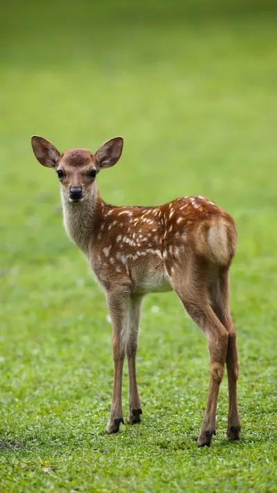 Nara Deer that frequently hurts people 14