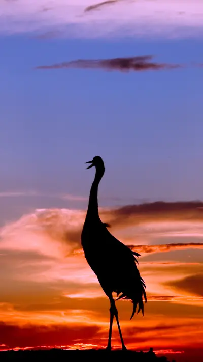 Why Redcrowned crane Cant Become the National Bird 29