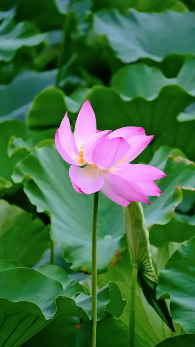 Flowers bloom with a sound