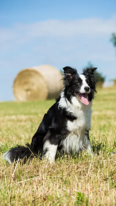 Beautiful Border Collie posing in the meadow - Screenshot 1