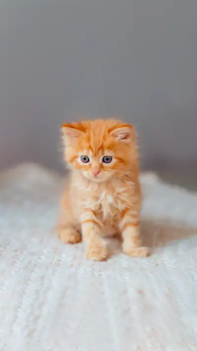 Cute red kitten. funny photo of animals