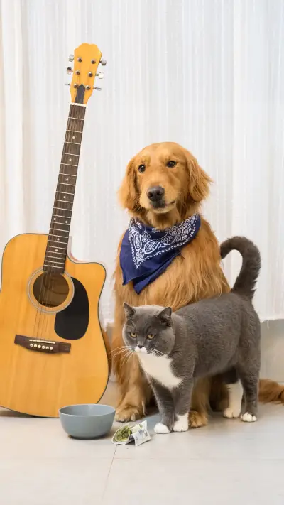 Dogs cant beat cats 73