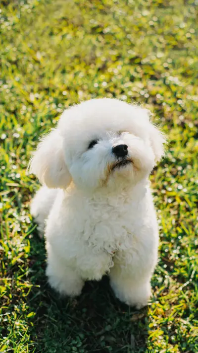 Cute Bichon Frise puppy on a green grass walking in a park