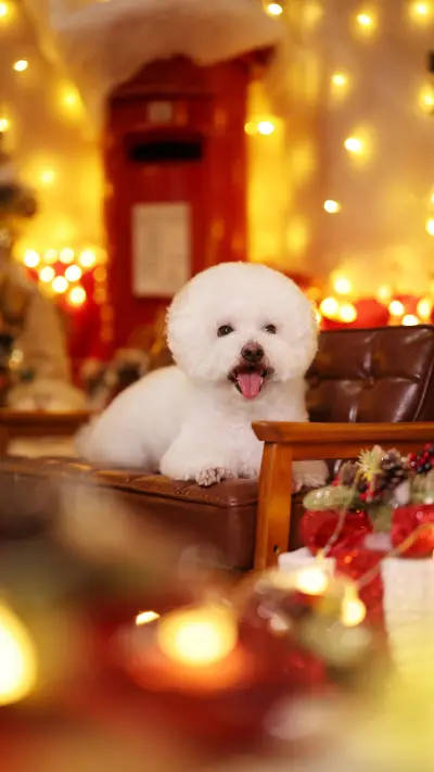 How to read a dogs mind