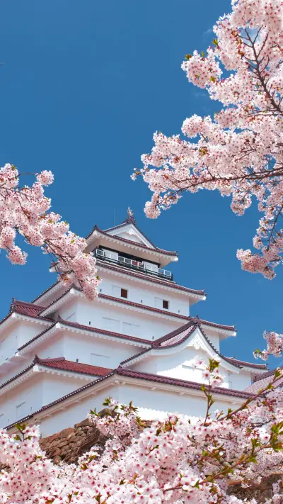 A season of cherry blossoms 3