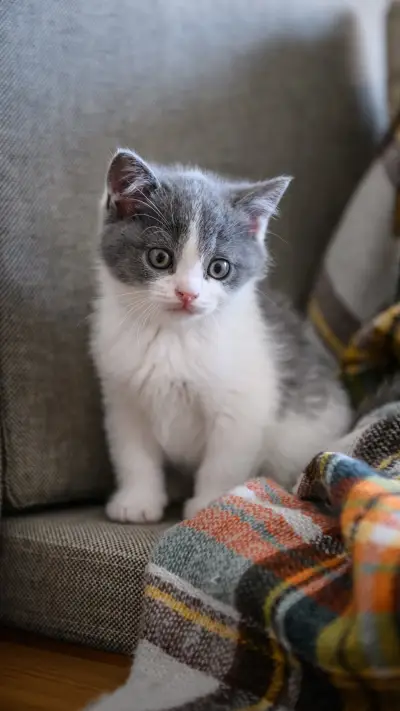 Cute kitten 92