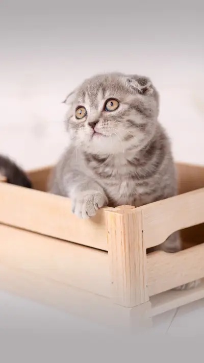 Vegetables that cats can also eat