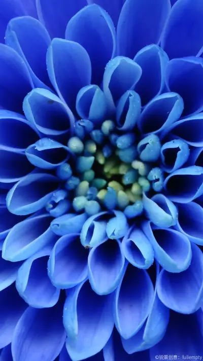 蓝色花蕊—锐景创意 - Screenshot 1