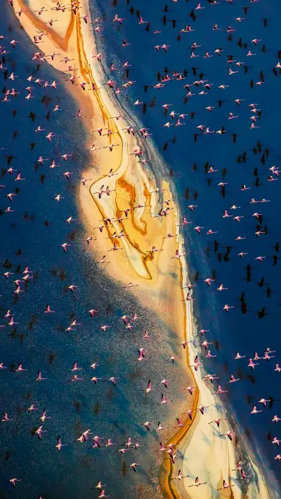 Aerial photography of flamingos flying over salt lakes
