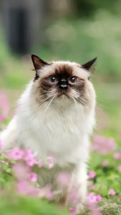 Cats cold knowledge 74