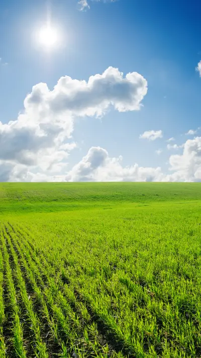 Green grass and blue sky - Screenshot 1