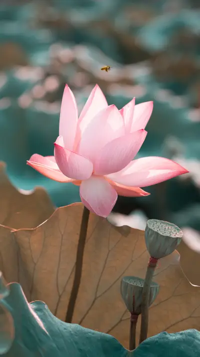 Pink water lilies in the lake