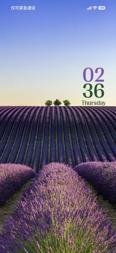 Lavendar Field