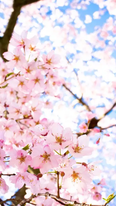 桃花 (2) - Screenshot 1