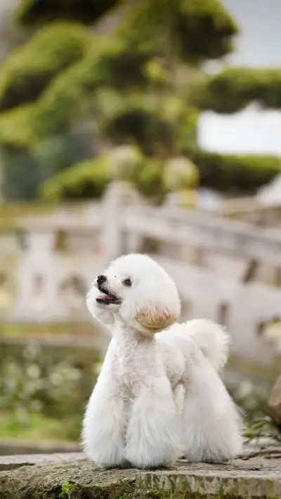 What to do if a dog gets carsick 10 - Screenshot 1