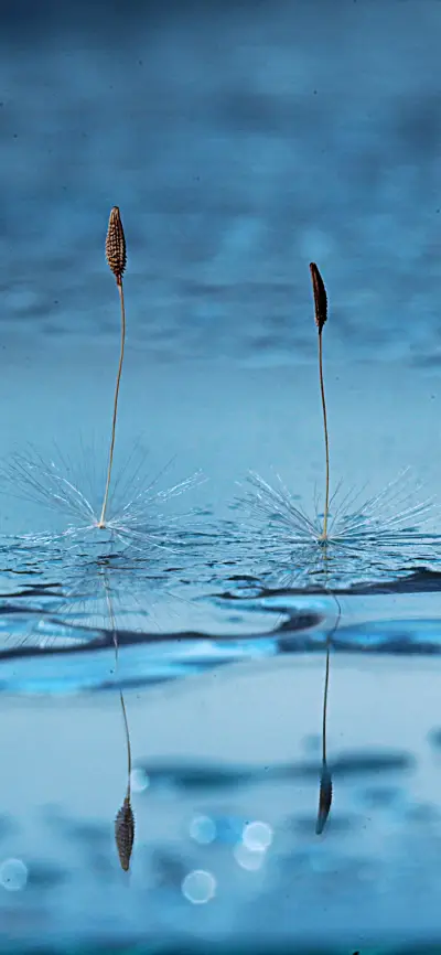 Sea of  blue-PAIXIN - Screenshot 1