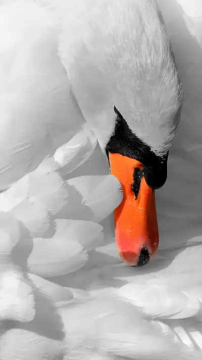 swan (10) - Screenshot 1