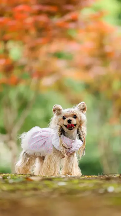 Yorkshire 39 - Screenshot 1