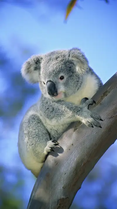 Why do koalas sleep 47 hours a day