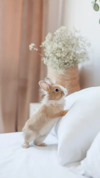 Rabbit Lying on The Pillow
