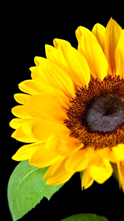 Healing wallpaper-12