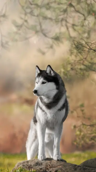 A Beautiful Siberian Husky Standing In Nature