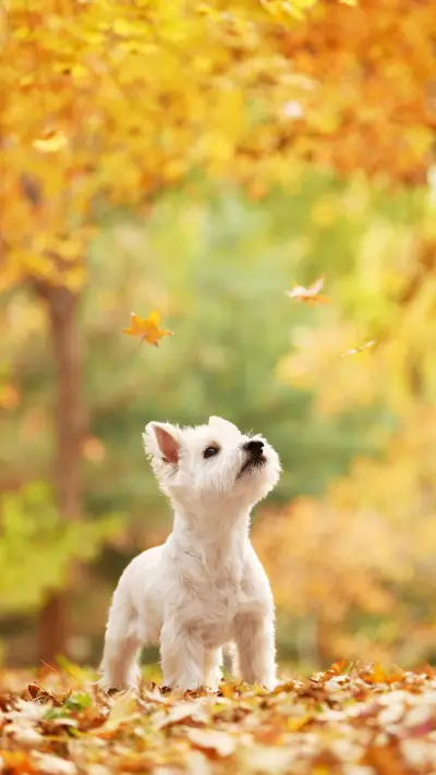 VCG211293000851 - Screenshot 1