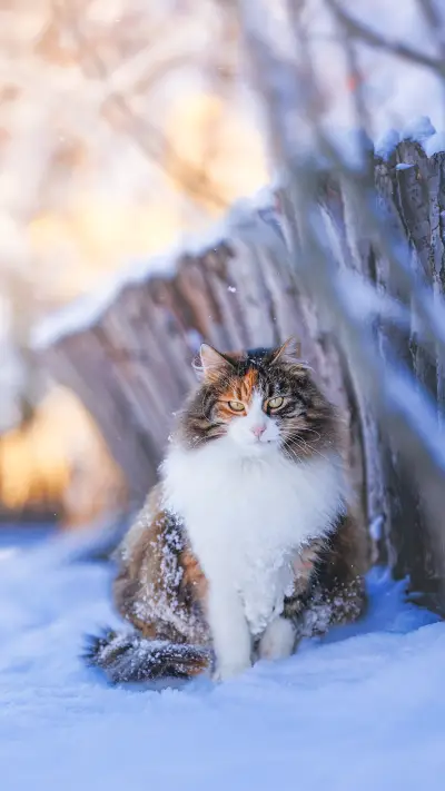 A cat with yellow eyes in the snow