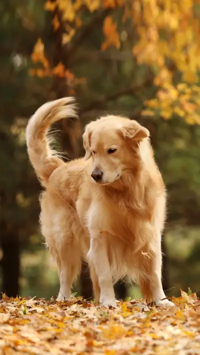 What is Canine Influenza 2