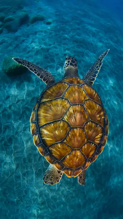 Why do sea turtles go ashore to lay eggs