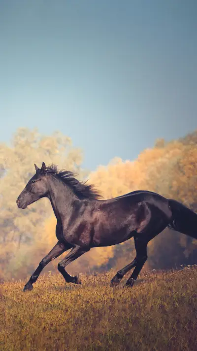 Horses galloping